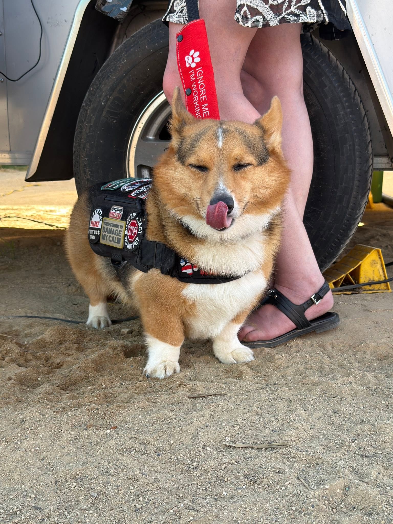 Help A Vet Get A Pet (ServiceDog)